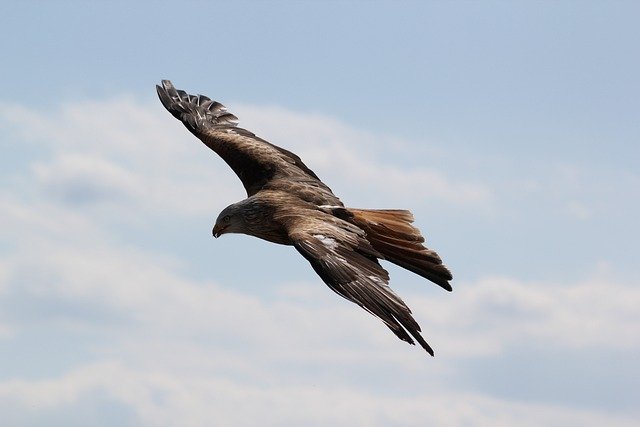 Read more about the article Eagle: A symbol of strength, conservation, and majesty