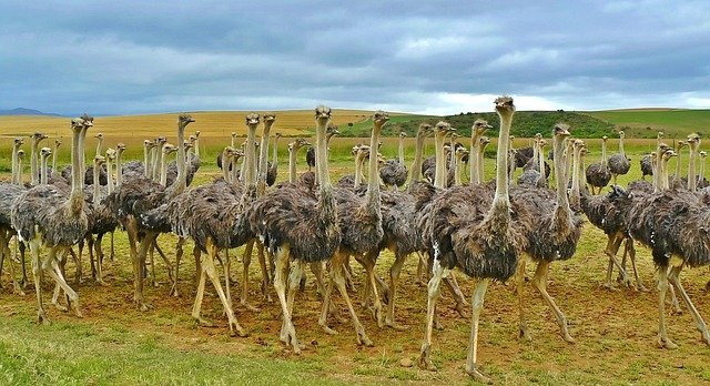 Read more about the article Uncovering the Prospects: Ostrich Farming as a Successful Commercial Enterprise