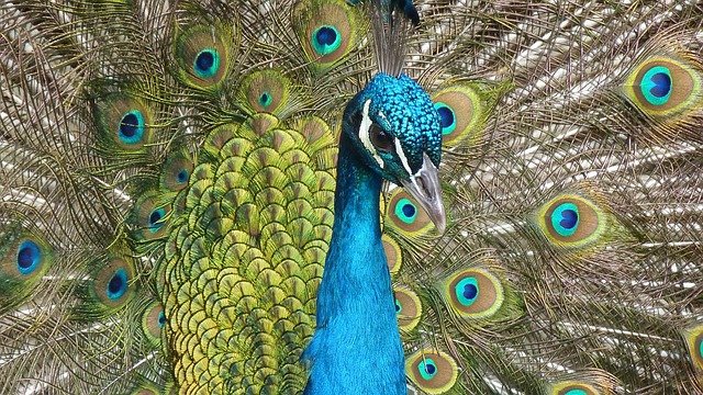 Read more about the article The Majestic Peacock: Elegance, Significance, and Preservation