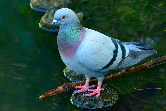 Read more about the article Pigeons: An Up-close View of the Unheralded Superstars of Urban Wildlife